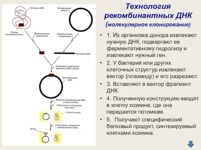 Технология рекомбинантных ДНК (молекулярное клонирование) 1. Из организма донора извлекают нужную