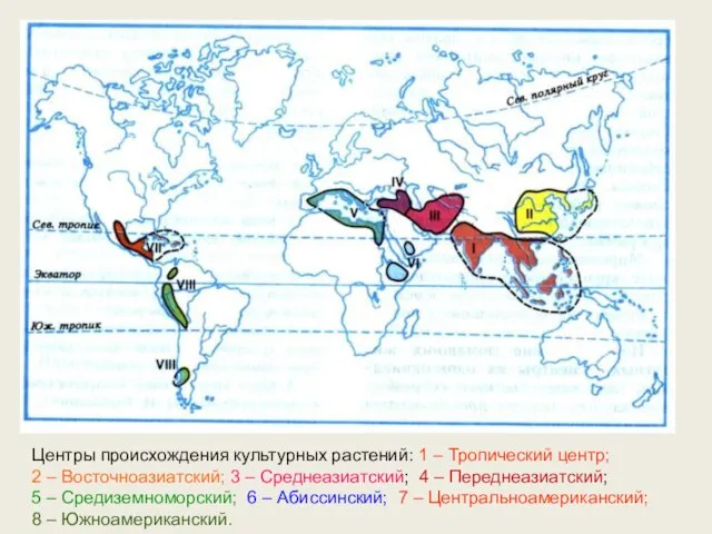 Центры происхождения культурных растений: 1 – Тропический центр; 2 – Восточноазиатский;