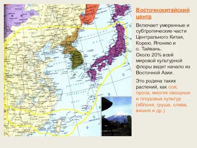 Восточнокитайский центр Включает умеренные и субтропические части Центрального Китая, Корею, Японию