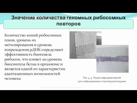 Количество копий рибосомных генов, уровень их метилирования и уровень повреждения рДНК