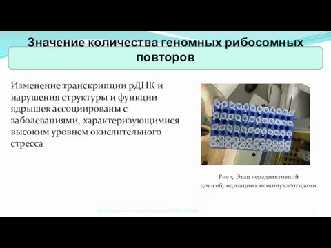 Рис 5. Этап нерадиактивной дот-гибридизации с олигонуклеотидами Изменение транскрипции рДНК и