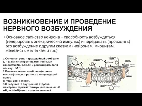 ВОЗНИКНОВЕНИЕ И ПРОВЕДЕНИЕ НЕРВНОГО ВОЗБУЖДЕНИЯ Основное свойство нейрона – способность возбуждаться