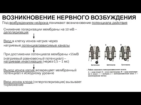 ВОЗНИКНОВЕНИЕ НЕРВНОГО ВОЗБУЖДЕНИЯ Под возбуждением нейрона понимают возникновение потенциала действия Снижение