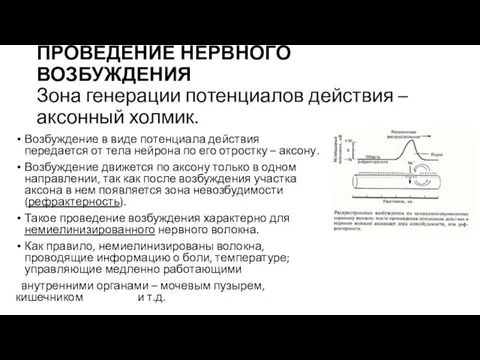 ПРОВЕДЕНИЕ НЕРВНОГО ВОЗБУЖДЕНИЯ Зона генерации потенциалов действия – аксонный холмик. Возбуждение