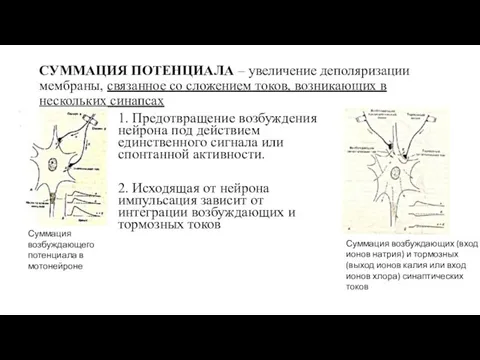 СУММАЦИЯ ПОТЕНЦИАЛА – увеличение деполяризации мембраны, связанное со сложением токов, возникающих