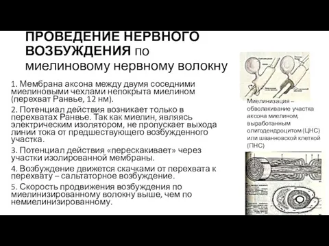 ПРОВЕДЕНИЕ НЕРВНОГО ВОЗБУЖДЕНИЯ по миелиновому нервному волокну 1. Мембрана аксона между