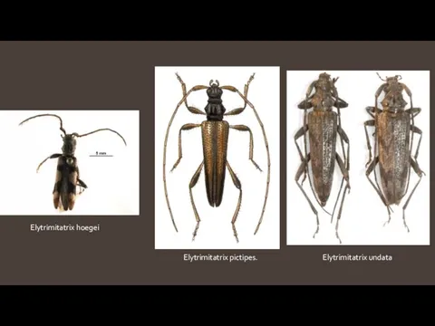 Elytrimitatrix pictipes. Elytrimitatrix undata Elytrimitatrix hoegei