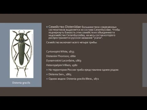 Семейство Disteniidae большинством современных систематиков выделяется из состава Cerambycidae. Чтобы подчеркнуть