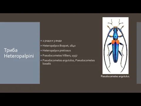 Триба Heteropalpini 2 рода и 3 вида Heteropalpus Buquet, 1840 Heteropalpus