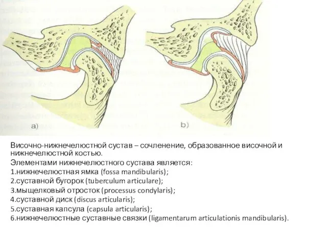 Височно-нижнечелюстной сустав – сочленение, образованное височной и нижнечелюстной костью. Элементами нижнечелюстного