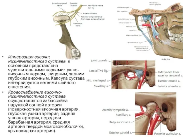 Иннервация височно-нижнечелюстного сустава в основном представлена чувствительными нервами: ушно-височным нервом, лицевым,