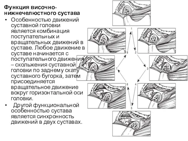 Функция височно-нижнечелюстного сустава Особенностью движений суставной головки является комбинация поступательных и