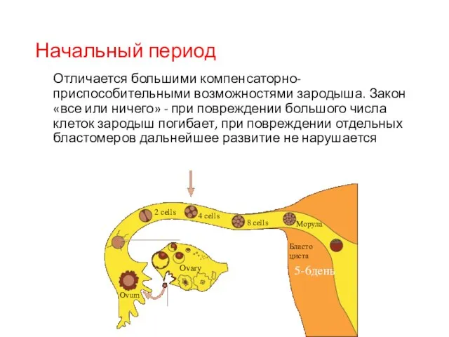 Начальный период Отличается большими компенсаторно-приспособительными возможностями зародыша. Закон «все или ничего»