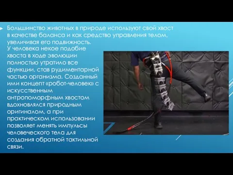 Большинство животных в природе используют свой хвост в качестве баланса и