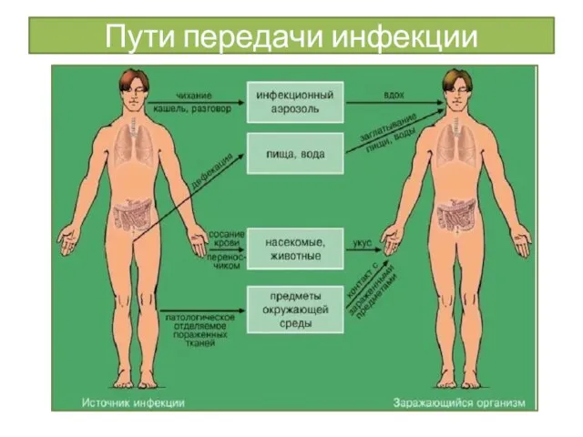 Пути передачи инфекции