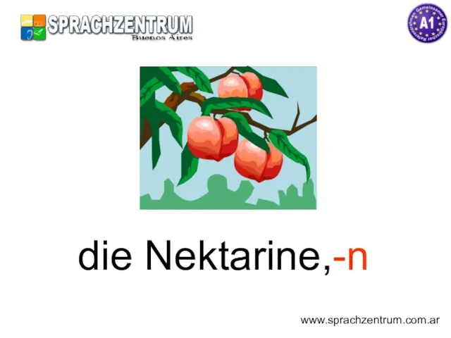 die Nektarine,-n www.sprachzentrum.com.ar