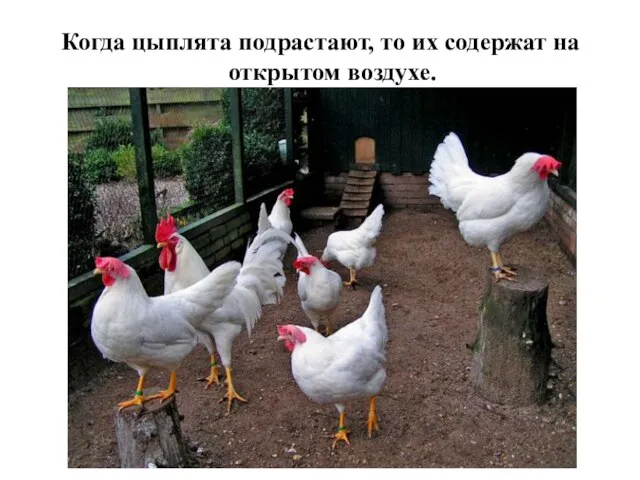 Когда цыплята подрастают, то их содержат на открытом воздухе.