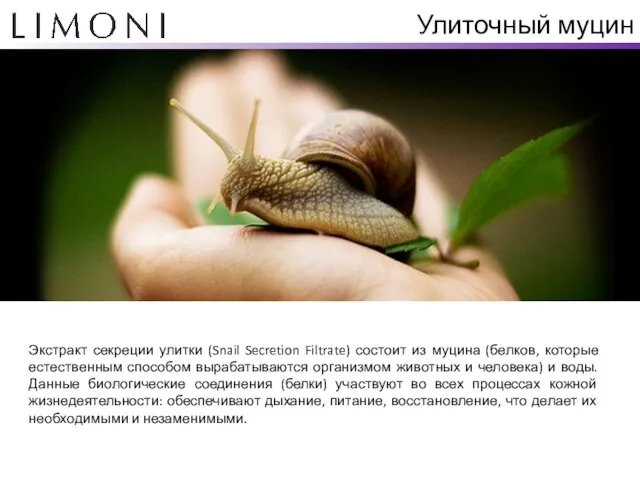 Улиточный муцин Экстракт секреции улитки (Snail Secretion Filtrate) состоит из муцина