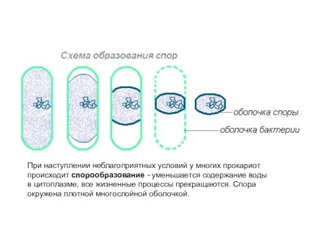 При наступлении неблагоприятных условий у многих прокариот происходит спорообразование - уменьшается