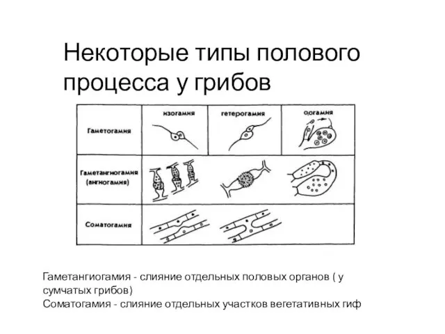 Некоторые типы полового процесса у грибов Гаметангиогамия - слияние отдельных половых