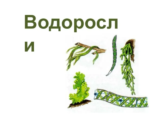 Водоросли