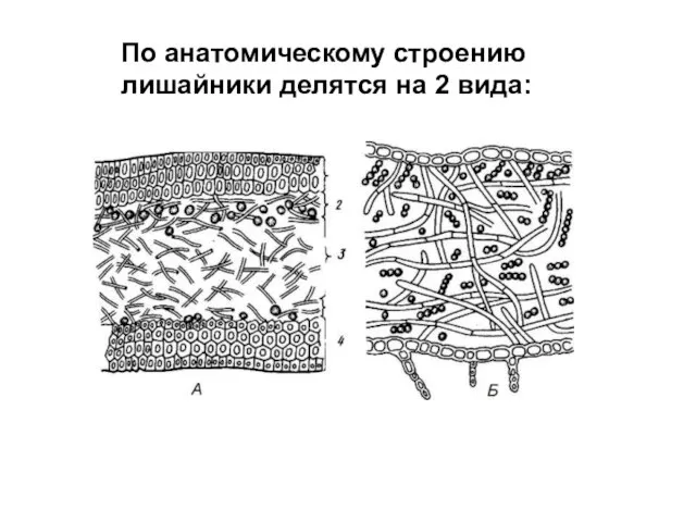 По анатомическому строению лишайники делятся на 2 вида: