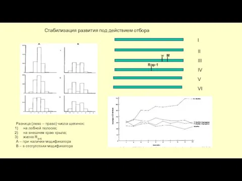 Разница (лево – право) числа щетинок: на лобной полоске; на внешнем