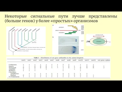 Некоторые сигнальные пути лучше представлены (больше генов) у более «простых» организмов