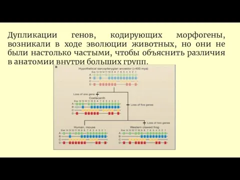 Дупликации генов, кодирующих морфогены, возникали в ходе эволюции животных, но они