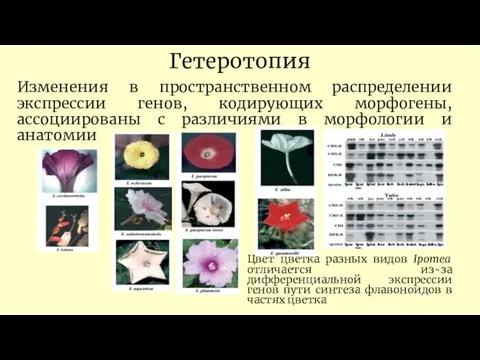 Гетеротопия Изменения в пространственном распределении экспрессии генов, кодирующих морфогены, ассоциированы с