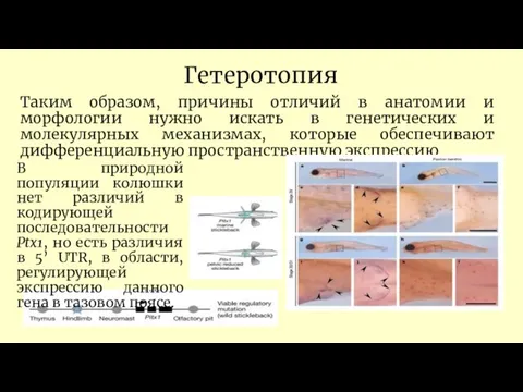 Гетеротопия Таким образом, причины отличий в анатомии и морфологии нужно искать