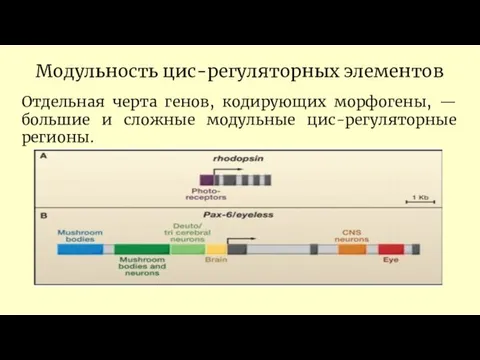 Модульность цис-регуляторных элементов Отдельная черта генов, кодирующих морфогены, — большие и сложные модульные цис-регуляторные регионы.