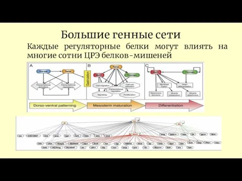 Большие генные сети Каждые регуляторные белки могут влиять на многие сотни ЦРЭ белков-мишеней