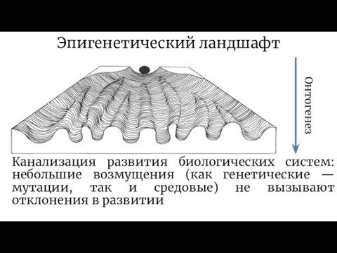 Эпигенетический ландшафт Канализация развития биологических систем: небольшие возмущения (как генетические —