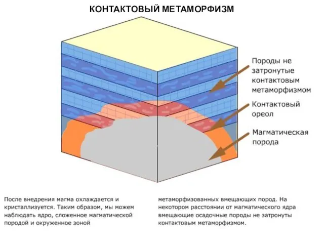 МЕТАОРФИЧЕСКИЕ ПОРОДЫ КОНТАКТОВЫЙ МЕТАМОРФИЗМ