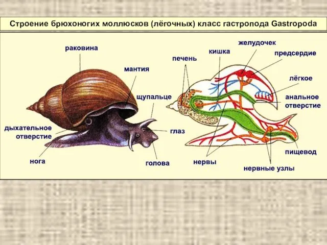 Строение брюхоногих моллюсков (лёгочных) класс гастропода Gastropoda