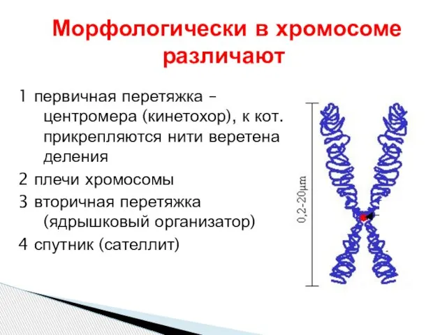 1 первичная перетяжка – центромера (кинетохор), к кот. прикрепляются нити веретена