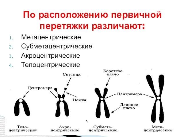 Метацентрические Субметацентрические Акроцентрические Телоцентрические По расположению первичной перетяжки различают: