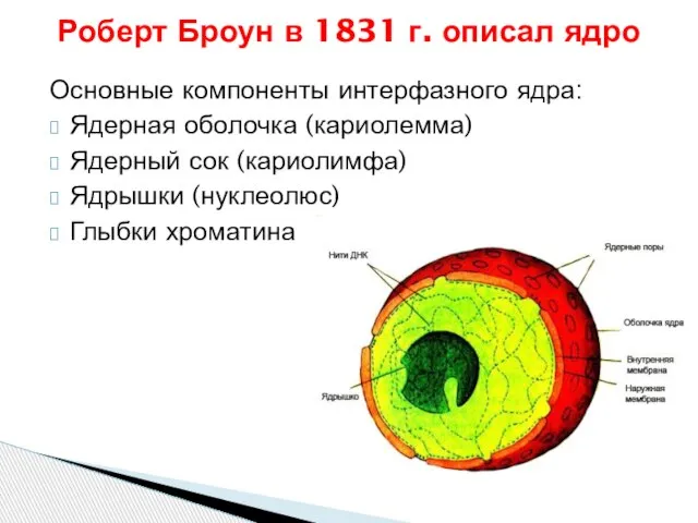 Основные компоненты интерфазного ядра: Ядерная оболочка (кариолемма) Ядерный сок (кариолимфа) Ядрышки