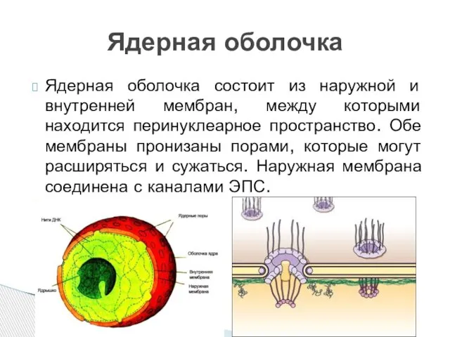 Ядерная оболочка состоит из наружной и внутренней мембран, между которыми находится