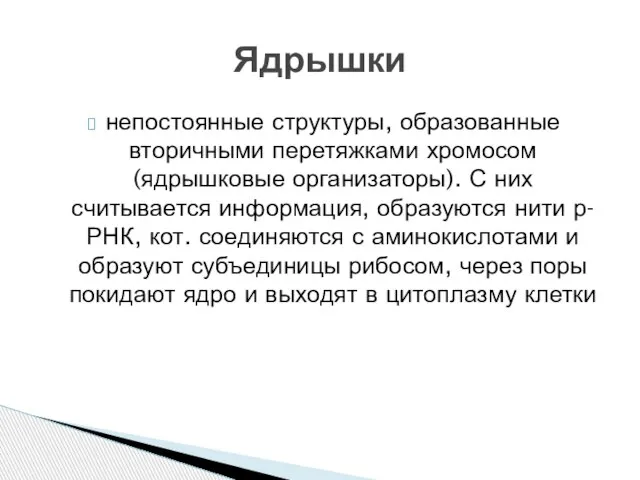 непостоянные структуры, образованные вторичными перетяжками хромосом (ядрышковые организаторы). С них считывается