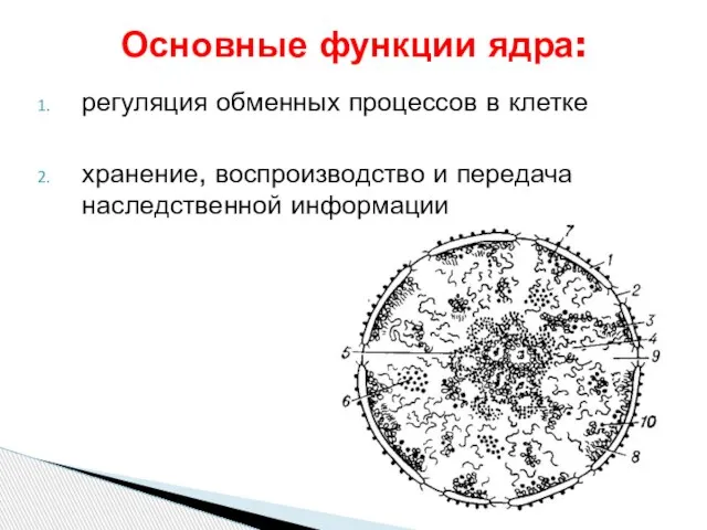 регуляция обменных процессов в клетке хранение, воспроизводство и передача наследственной информации Основные функции ядра: