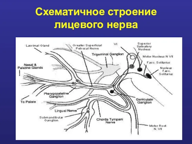 Схематичное строение лицевого нерва