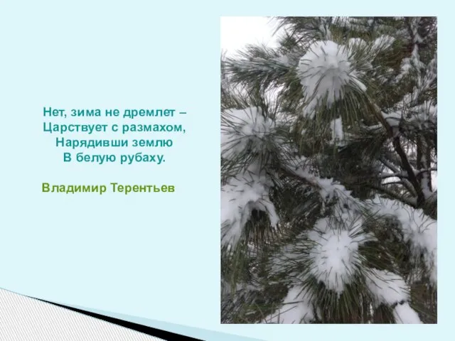 Нет, зима не дремлет – Царствует с размахом, Нарядивши землю В белую рубаху. Владимир Терентьев