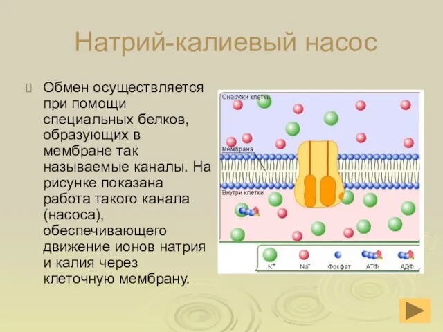 Натрий-калиевый насос Обмен осуществляется при помощи специальных белков, образующих в мембране