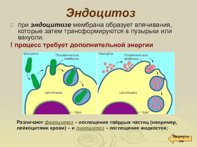 Эндоцитоз при эндоцитозе мембрана образует впячивания, которые затем трансформируются в пузырьки