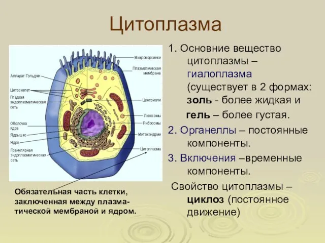 Цитоплазма 1. Основние вещество цитоплазмы – гиалоплазма (существует в 2 формах: