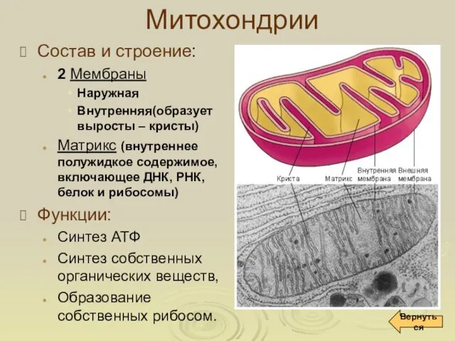 Митохондрии Состав и строение: 2 Мембраны Наружная Внутренняя(образует выросты – кристы)