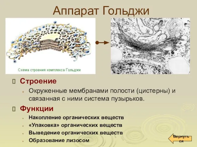 Аппарат Гольджи Строение Окруженные мембранами полости (цистерны) и связанная с ними