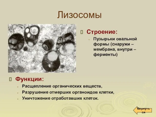 Лизосомы Строение: Пузырьки овальной формы (снаружи – мембрана, внутри – ферменты)